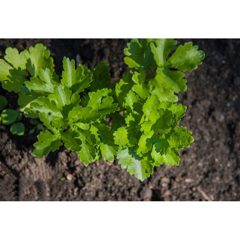 Greek Parsley Seeds, Pack of 1000 Parsley Seeds for Planting