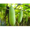 Luffa Sponge Gourd 10 Non-GMO Seeds for Planting Chinese Okra