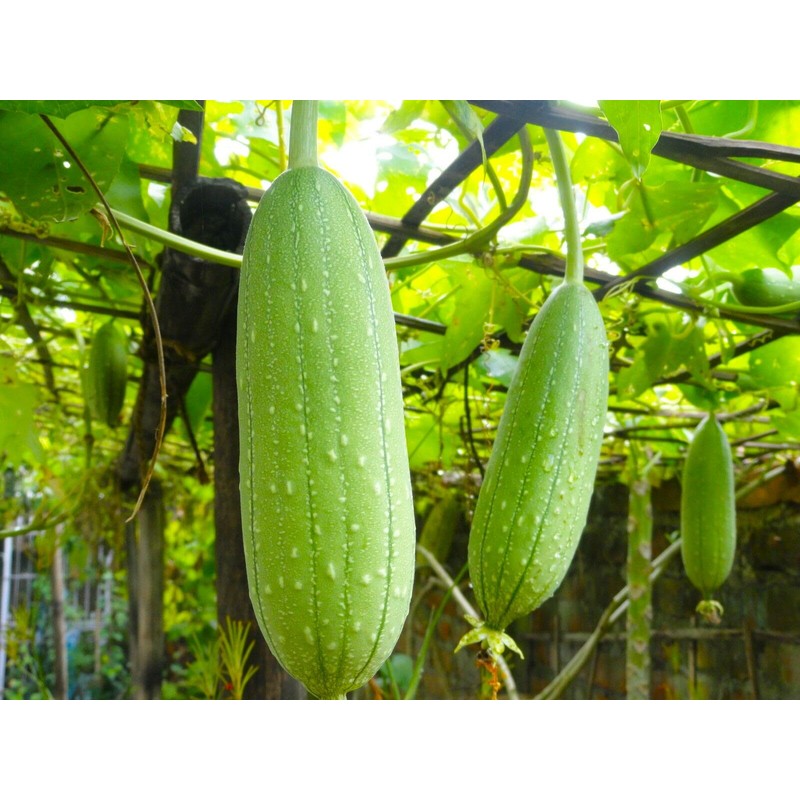 Luffa Sponge Gourd 10 Non-GMO Seeds for Planting Chinese Okra