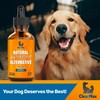 Natural Antibiotics for Dogs for Allergies, Infections, Coughs, Digestive Moments