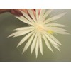 Epiphyllum Strictum Orchid Cactus Succulent