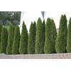 Arborvitae Emerald Green | 2 Live Gallon Size Trees |