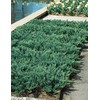 Juniper Blue Chip - 20 Live Plants - Juniperus Horizontalis