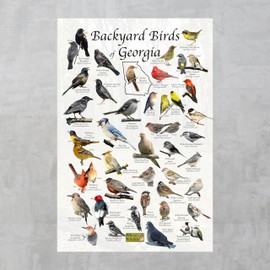 Where's Wildlife Backyard Birds of Georgia Bird Identification Poster (8" x 12")
