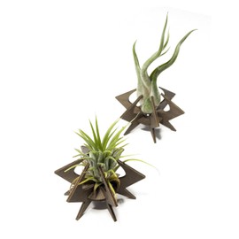 VEKULI Set of 2 Air Plant Holders, Starfish, Versatile and Decorative