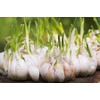Fresh Garlic Seed 3 Bulbs For Planting Or Eating,
