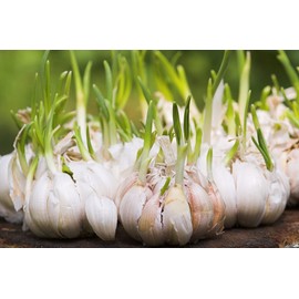 Fresh Garlic Seed 3 Bulbs For Planting Or Eating,