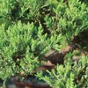 Brussel's Bonsai Live Green Mound Juniper Bonsai Tree - Medium,