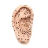 Fermore Ear Model, Ear Urn Model, Japanese Notation, Convenient to