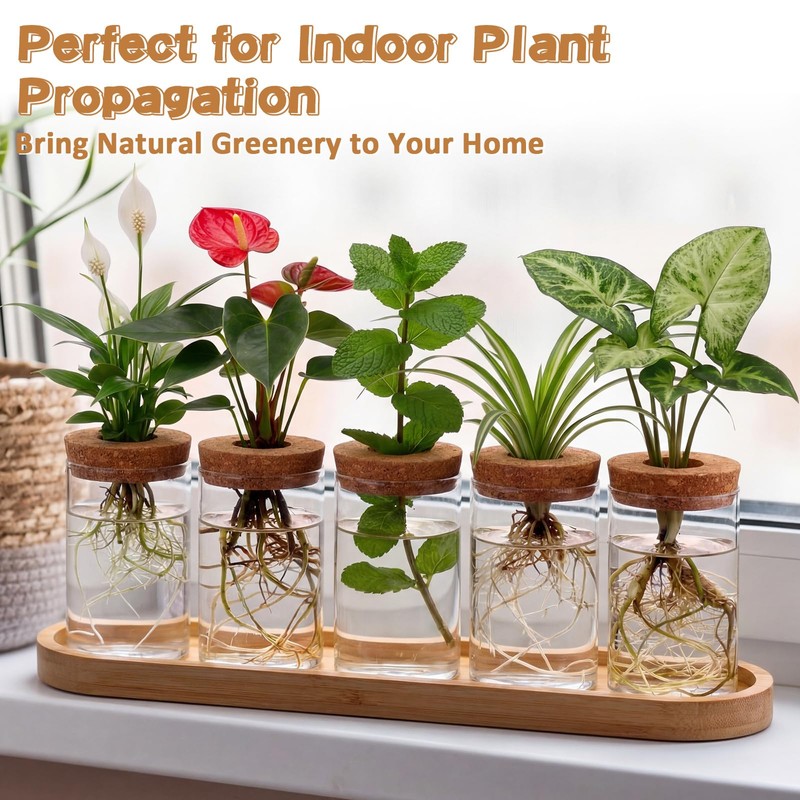 Zhehao 5 Pack Plant Propagation Station Hydroponic Glass Jar Terrarium