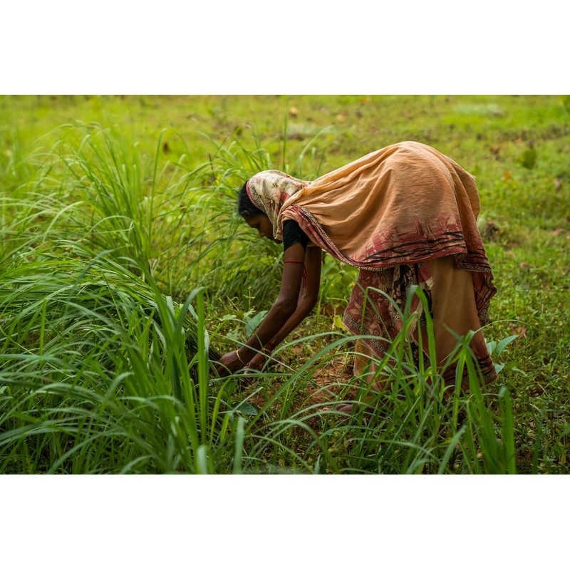 doTERRA - Lemongrass Essential Oil - 15 mL