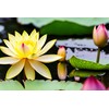 35 Pcs Bonsai Lotus Seeds for Planting Bowl Lotus Seeds,