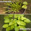 I Must Garden Deer Repellent: Mint Scent Deer Spray for