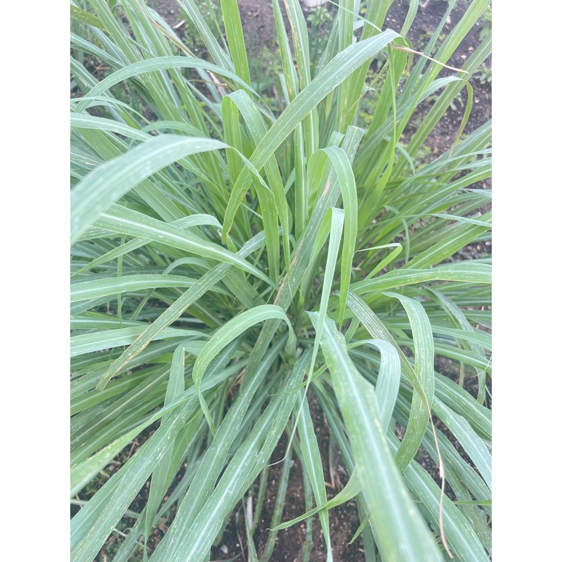 Lemon Grass Stalks, Freshly Harvested, 10 Count, For Thai Cooking