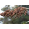 CZ Grain Sweet Sugar Drip Sorghum Seeds - 200 Seeds