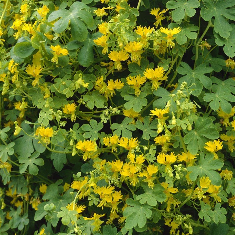 Outsidepride Nasturtium Canary Creeper - 100 Seeds