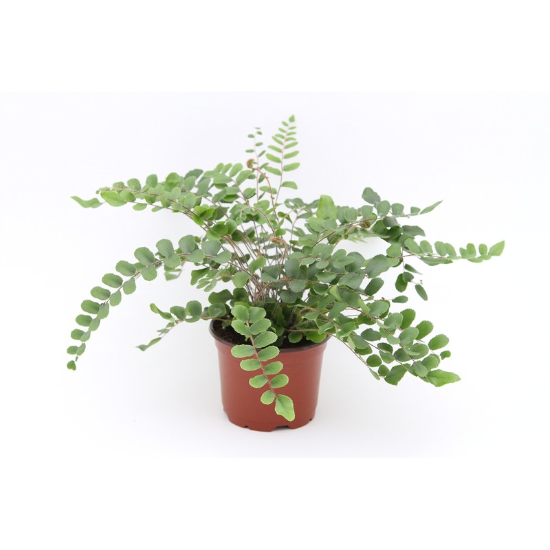 Fern Variety Pack (4 Plants) (4" Pots)