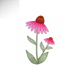 Tgiakisz Echinacea Sticker, Friend Gift, Flower Sticker, Floral Sticker, 2x2in, White