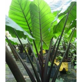Unbranded Alocasia Macrorrhiza Black Stem Elephant Ear 3" Pot Live Plants Outdoor Garden
