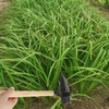 XdealCozyxc Japanese Style Razor Hoe Gardening Tool, Hand Hoe Garden