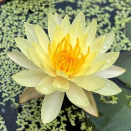 Mainam Mixed Colorful Hardy Water Lily Tuber Live Aquarium Plant for Freshwater Fish Pond Balcony Buy 2 GET Fertilizer Free (Yellow Nymphaea California Gold)