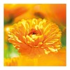 Weleda Calendula Care Milk 200 ml