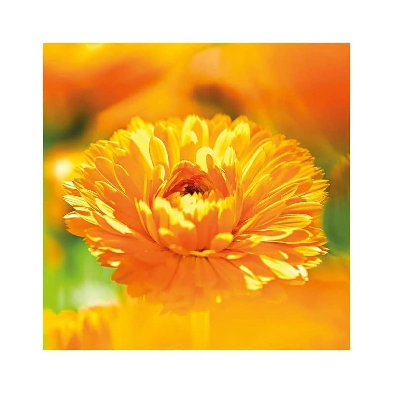 Weleda Calendula Care Milk 200 ml