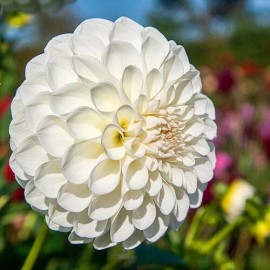 Toadstool Seeds 25 Boom Boom White Dahlia Seeds Flower Perennial Flowers Seeds Flowering US 1100