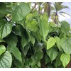 Fresh Betel Leaf, Paan, Piper Betel (10) NOT A Plant