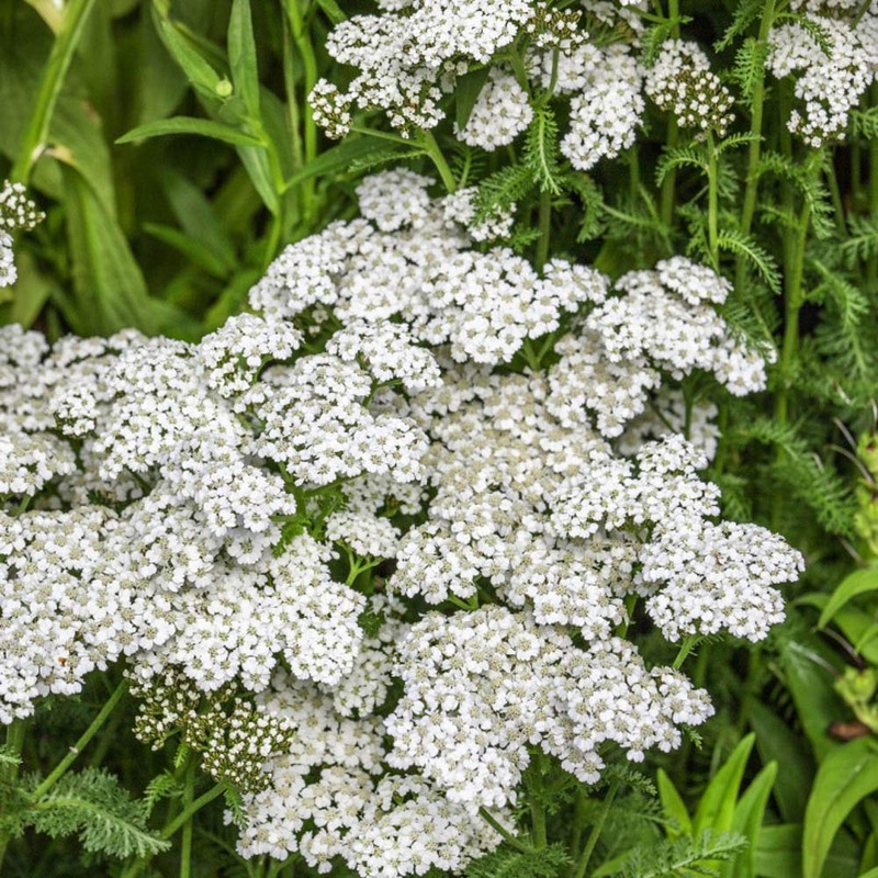 Outsidepride Yarrow White Wildflower - 1/4 LB