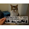 Why pay a therapist when you can adopt a cat?