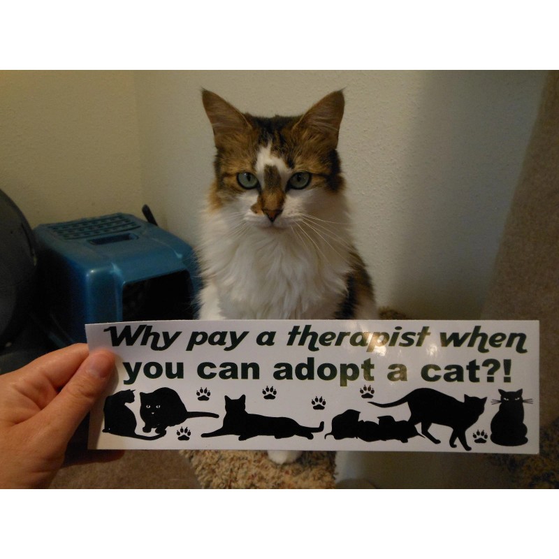 Why pay a therapist when you can adopt a cat?
