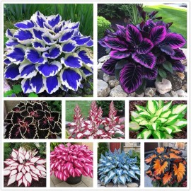 Kct Garden 100+ Hosta Seeds for Planting Outdoors, Mixed Color Rare Perennial Flower See...