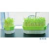 Daiwa Plastic Kitchen Farm 250 1.0L Green
