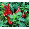 Artisan Sweet Hungarian Paprika Powder Seasoning, All Natural Non GMO