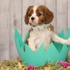Aring pet ARING PET Easter Dog Collar-Cute Easter Eggs Dog