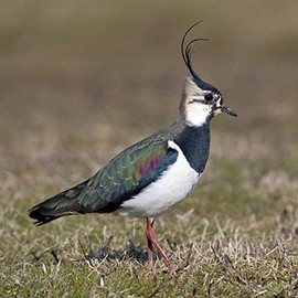 Lapwing Greeting Card with sound. Photograph of Lapwing or Peewit