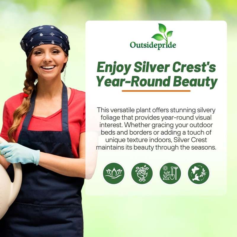 Outsidepride Silver Crest Plectranthus Seeds - 10 Pcs Perennial, Shade-Adapted,