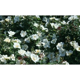 White Knock Out® Rose - Live Plant - (1 QT) - Repeat Blooms - Full Sun