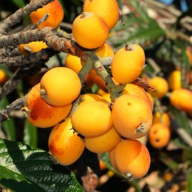TomorrowSeeds - Loquat Tree Seeds - 30+ Count - for 2025 Planting Eriobotrya Japonica Chinese Pipa Japanese Biwa Bibasse Plum Nispero Asian Fruit Perennial Trees Perennial Grow Your Own Home Farm