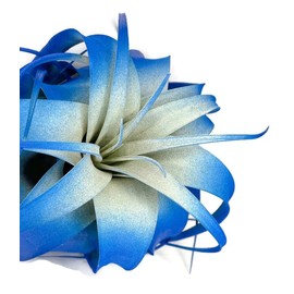 XL Xerographica Colored Air Plant, Live Tillandsia House Plant, Easy Care Indoor Outdoor, Great Gift, Healthy Arrival Guaranteed (Blue)