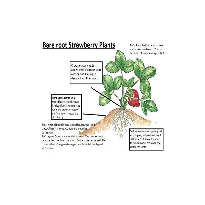 Hand Picked Nursery San Andreas Everbearing Strawberry Plants Live for