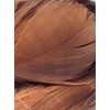Dark Brown Feathers, 100 Pack