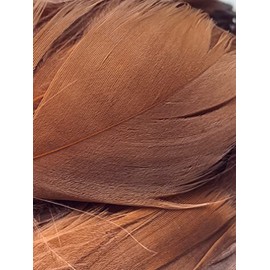 Dark Brown Feathers, 100 Pack