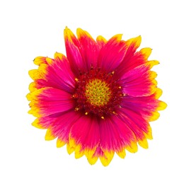 Gaillardia Blanket Flower Seeds