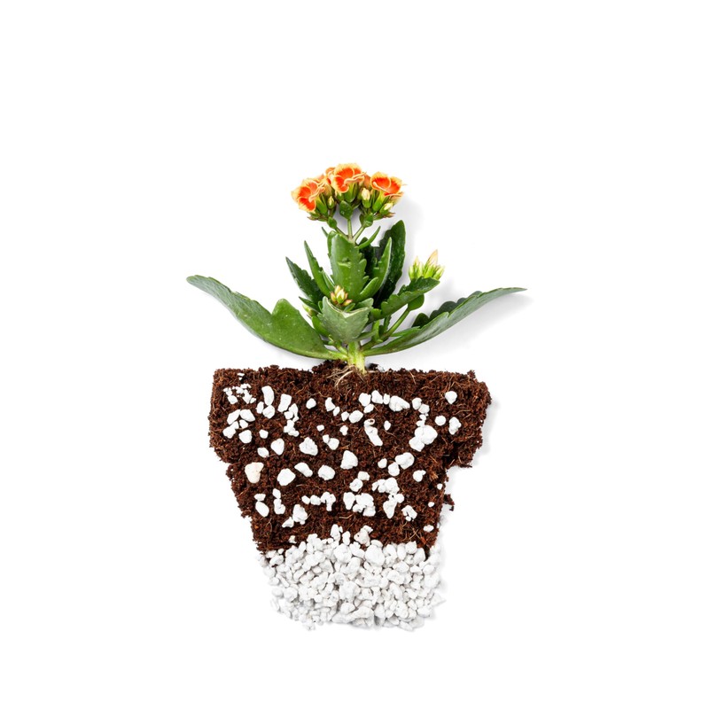 Perlite Bliss (8 Qts) - Organic Perlite for Plants -