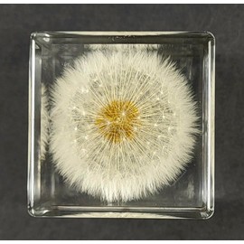 40mm Real Dandelion Snowflake Flower in Crystal Clear Lucite Resin Cube Paperweight Specimen Botanist Herb Herbarium Collection for Botany Science Education Desk Ornament Display