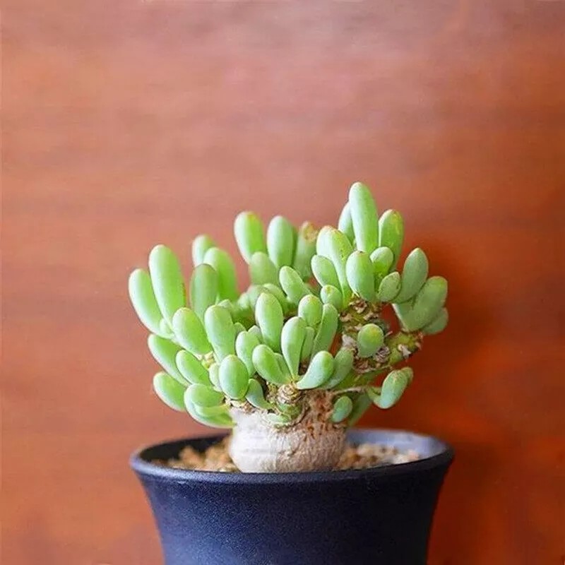 Mixed Rare Succulent Plant Seeds, 100pcs/pack