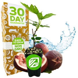 Beer's Black Fig Tree (Dwarf Habit) Live Plant - Ficus carica 'Beer's Black' - Wellspring Gardens - Cold-Hardy Fig, Dwarf Fig Tree, Compact Fig Plant - Fruit Bearing Starter Tree