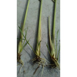 Fresh 10 Live Matured Lemongrass Plant - Edible Herb - Organically Grown  No Chemical  - 20